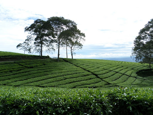 Pagar Alam